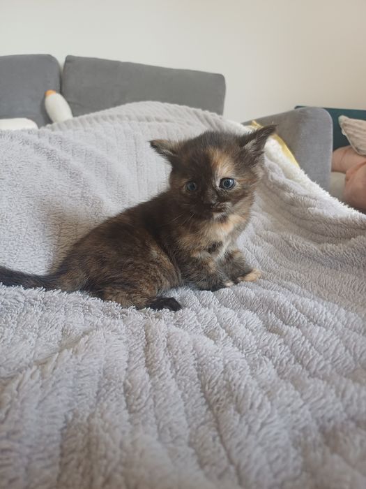 Cudna kotka do adopcji
