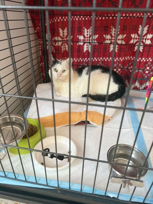 Kto pokocha Białego? Cudem uratowanego kotka, adoptuj, kot, kotek,