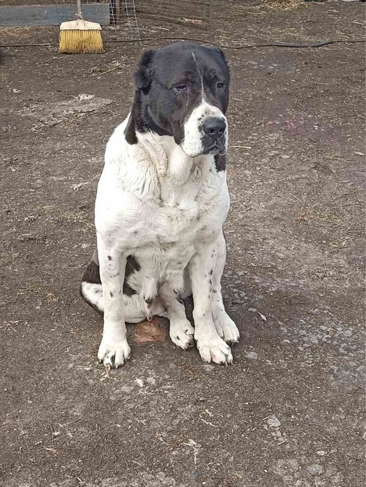 Продам Алабая дівчинку