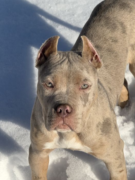 American bully XL suczka