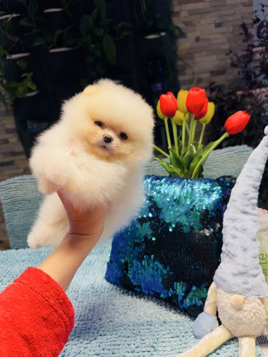 Кремовий хлопчик мішка померанський шпіц