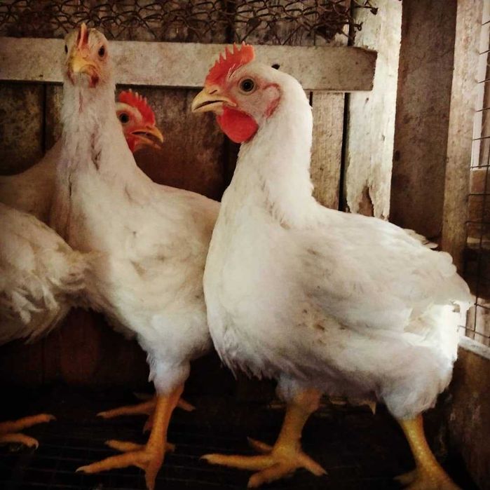 Подрощенный бройлер и живой вес