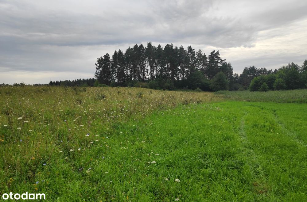 8968 m2 z linią brzegową- wyjątkowa działka nad jeziorem Dybowskim