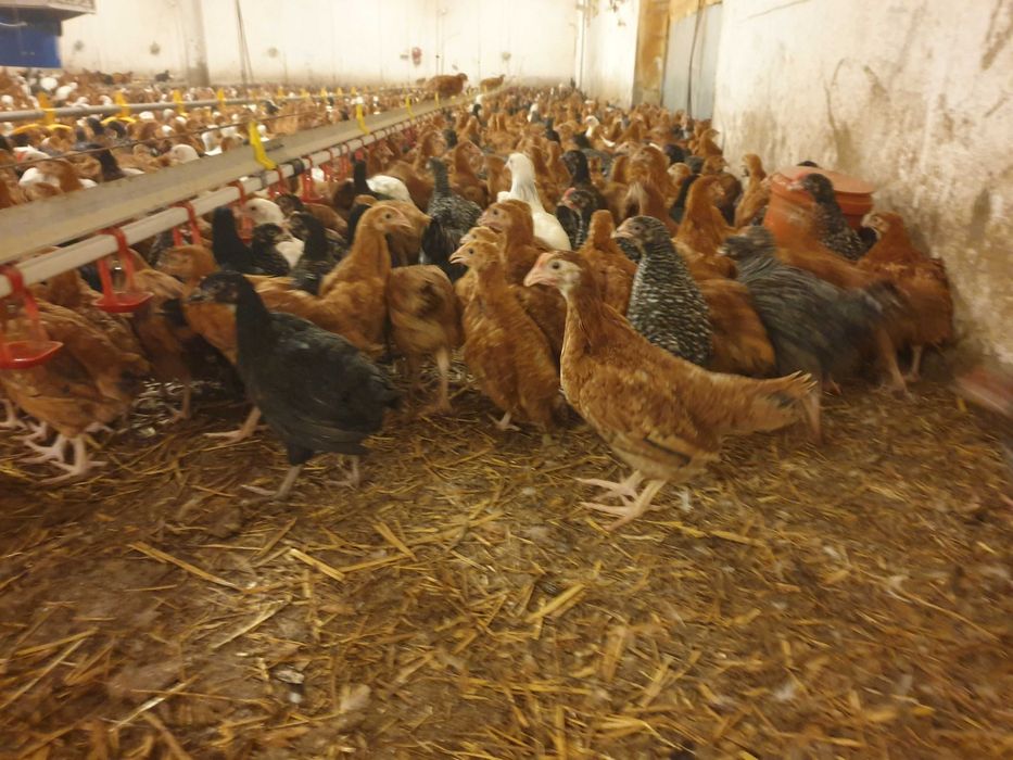 Kurki kokoszki nioski Rosa kolorowa na wybieg odchowana