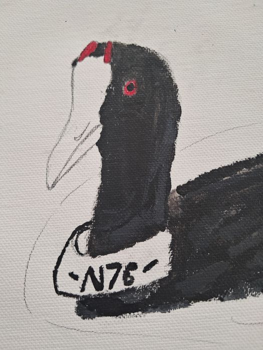 Quadro a acrílico- Galeirão-de-crista