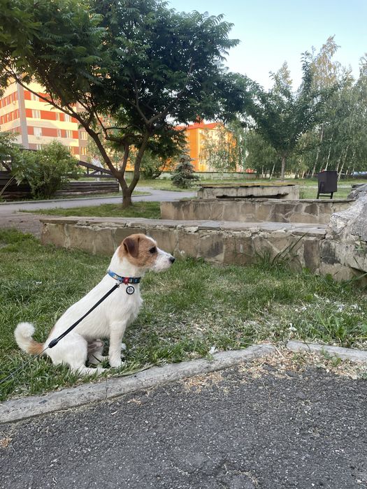 Вязка Джек рассел терьер