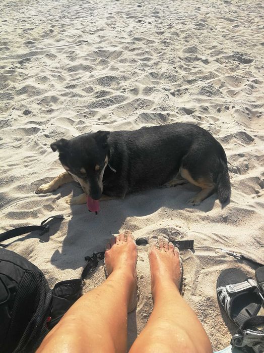 Zaginiony pies - czarna suczka kundelek czarna obroża bez adreskówi