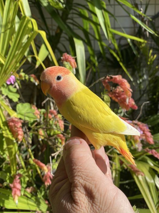 Agapornis domesticado