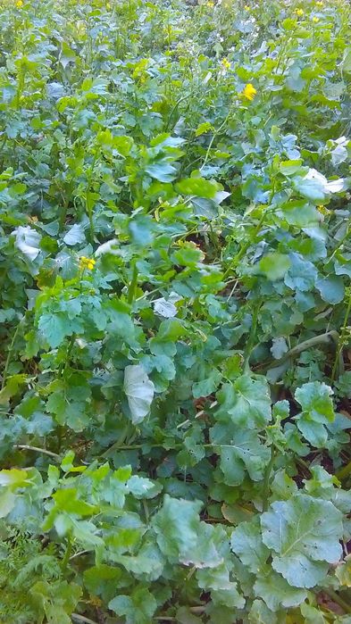 poplony facelia gorczyca rzodkiew trawy gorzowska koniczyna lucerna