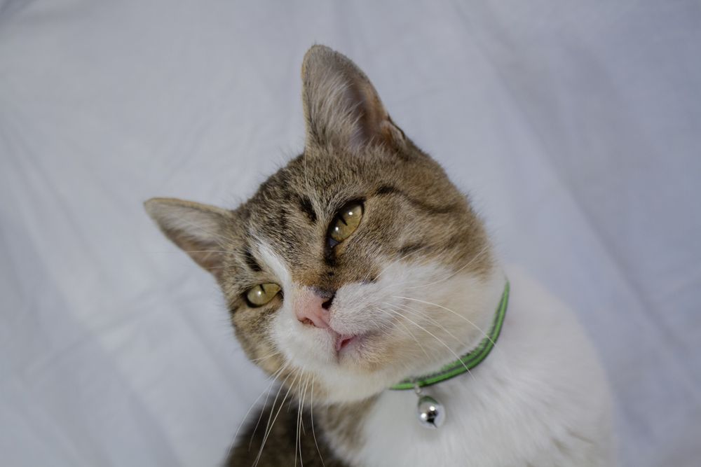 Маруся шукає дім.