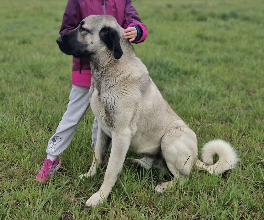 Szczeniak Kangal FCI