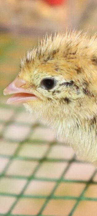 Суточные перепела