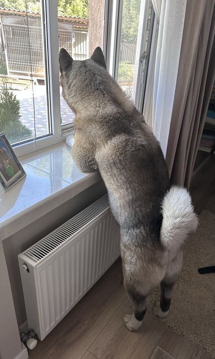 Акіта американська вязка