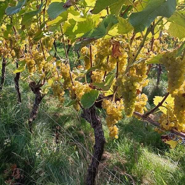 WINOROŚL SOLARIS Vitis - sadzonki w doniczkach