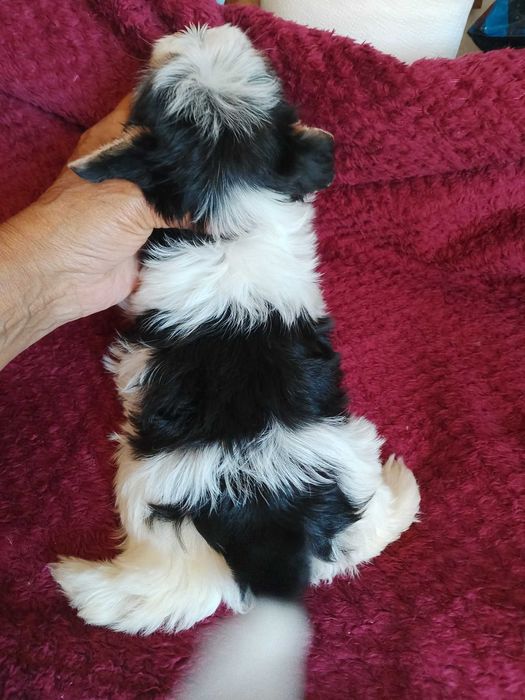 Biewer Terrier com Pedigree