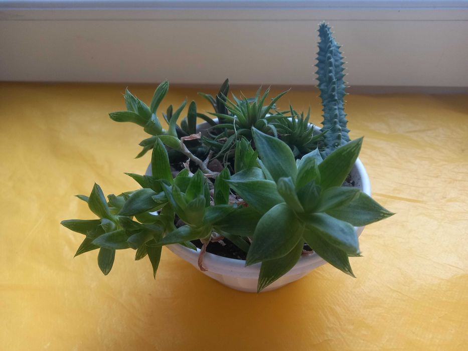 Букет(набір) із 5 сукулентів