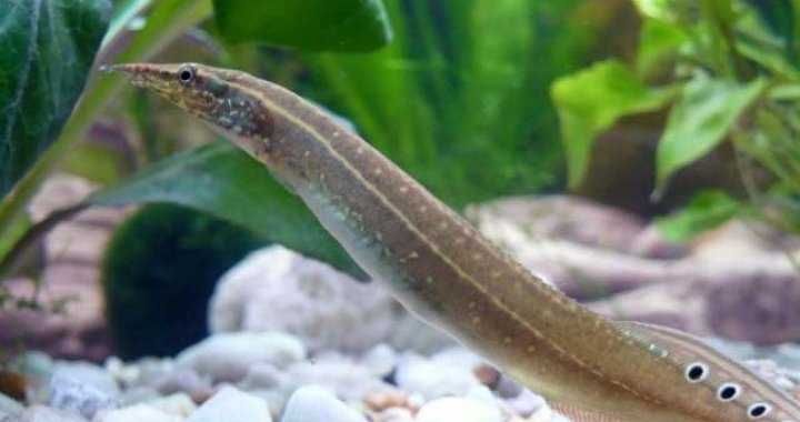 MISIEKZOO - Węgorki / Długonos Ciernisty