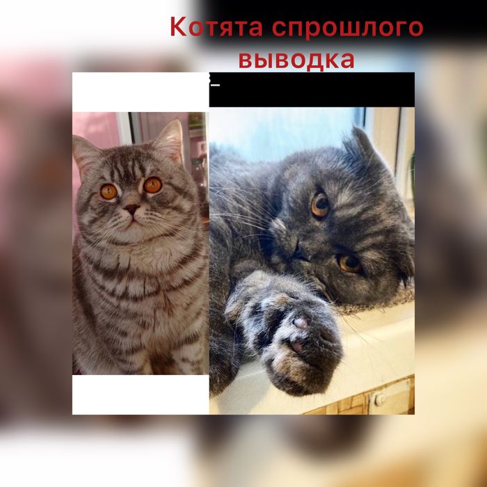 Вязка кота шотландский прямоухий