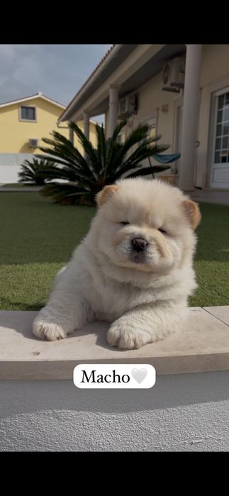 Chow chow macho..