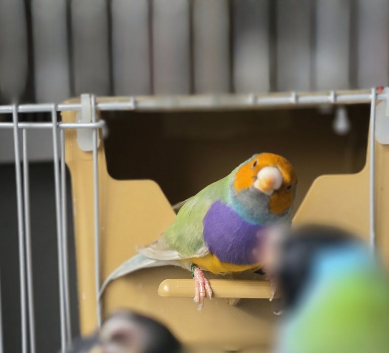 Vendo diamante gould