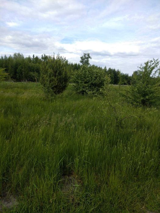 Вища Дубечня, 2 га, ОСГ.  Гарне місце