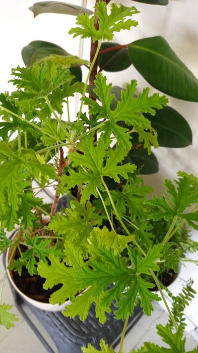 Klasyka, paproć geranium fikus