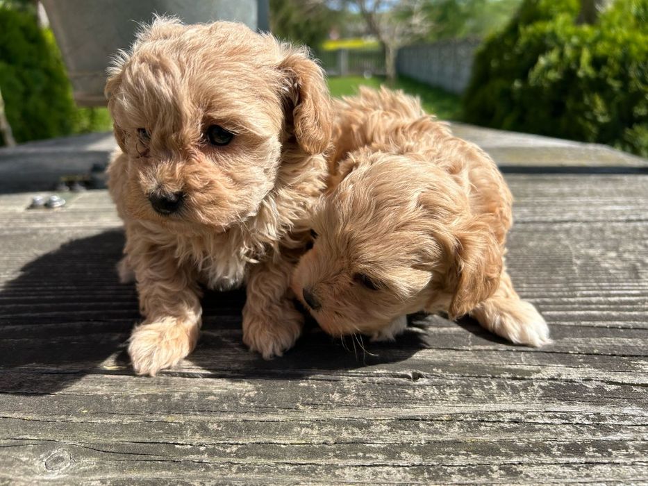 Szczeniak Maltipoo