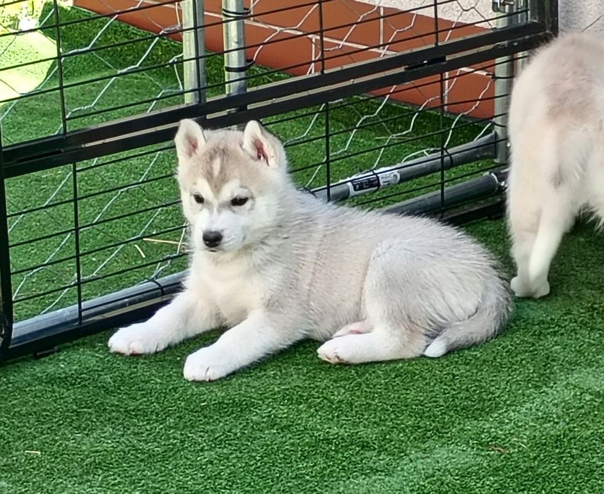 Siberian husky boy