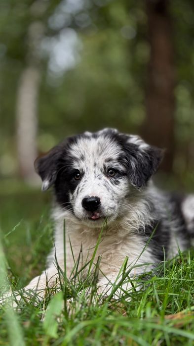 Border collie samiec blue merle