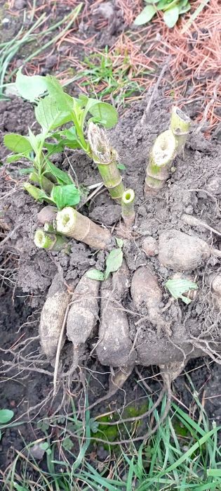 Продам бордюрні жоржини (георгіни).