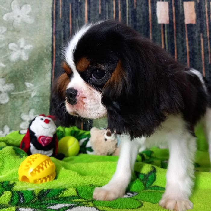 Кавалер кінг чарльз спаніель