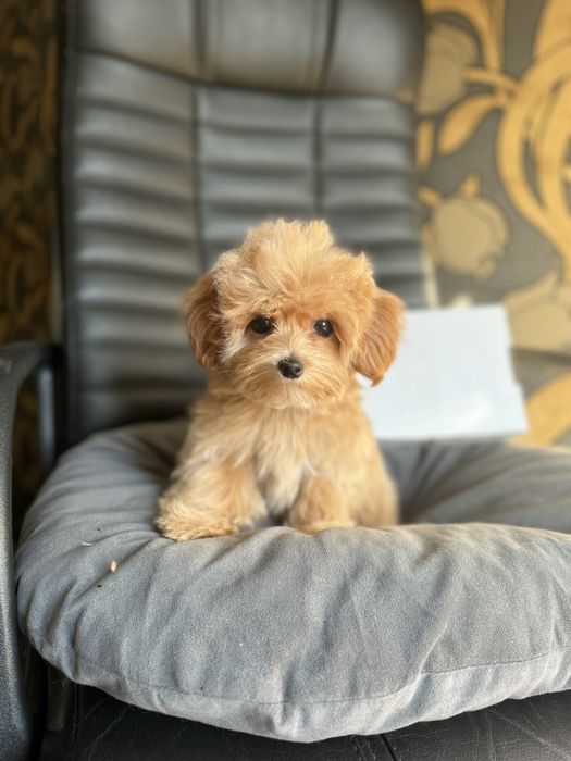 Міні лялечка мальтіпу карамельний колір