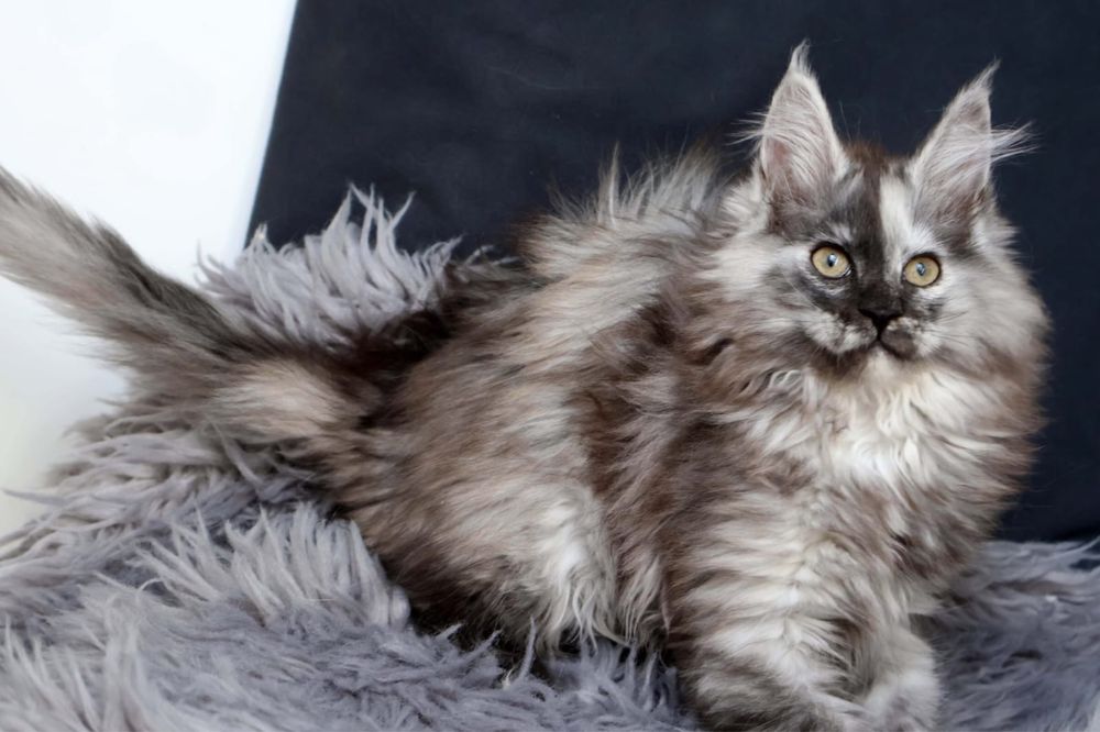 Main Coon -kotka do hodowli FPL-Dunka