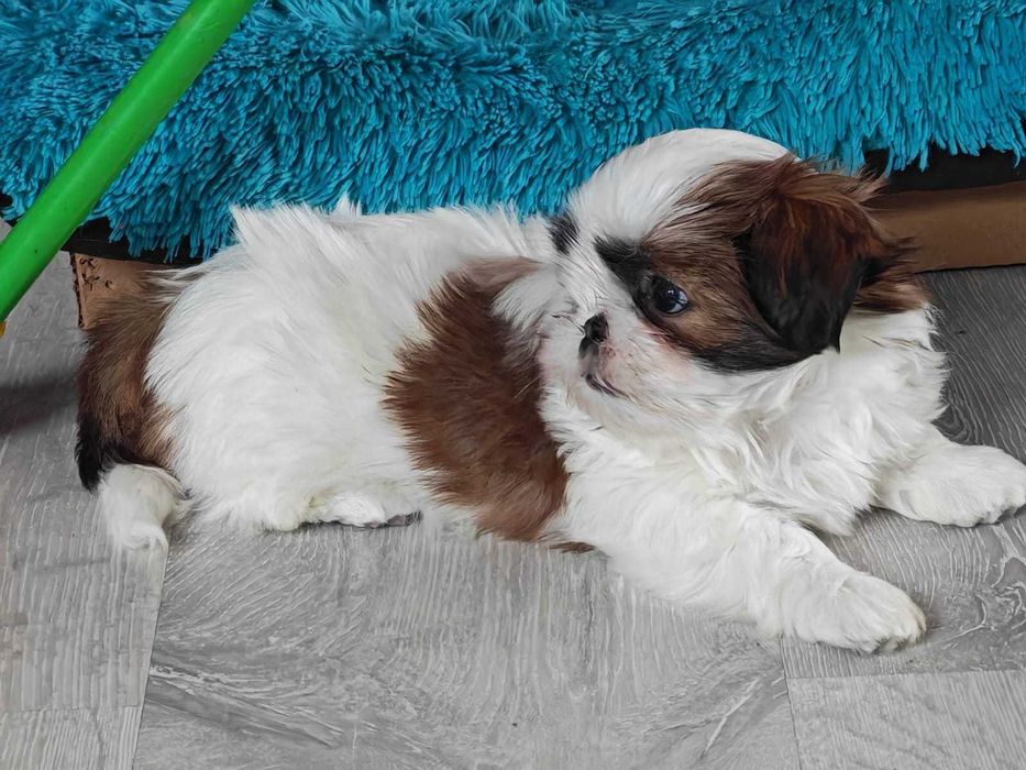 Shih Tzu 4-ro pokoleniowy rodowód (Deksi)