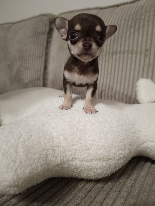 Chihuahua suczka szczeniaczek