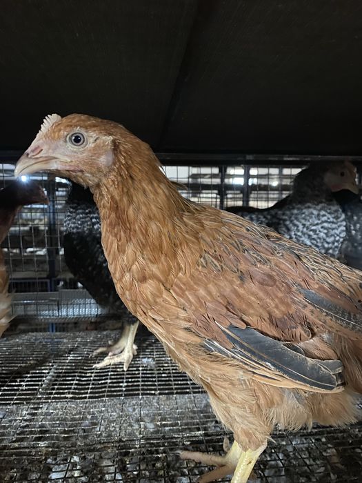 Курочки Домінанти молоді 4,5 місяця