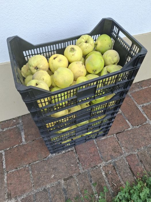 Marmelos biológicos Qualidade B