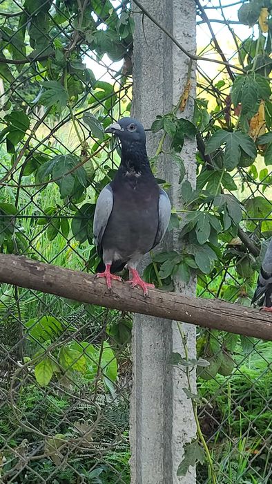 Vendo Pombos (demonstrado nas imagens)