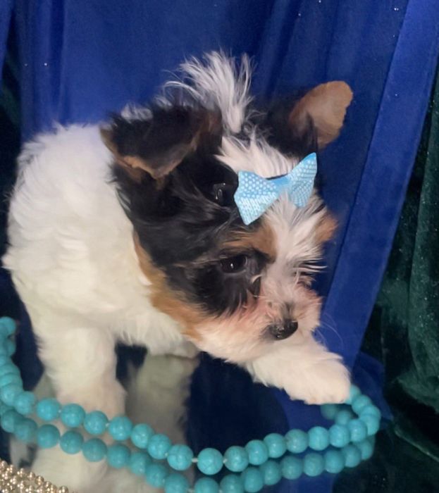 дівчата Бівер,міні-та-стандарт, кобельки міні