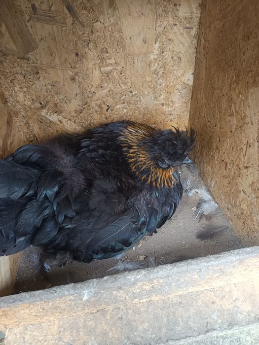 Sedosas variadas e galinhas frisadas