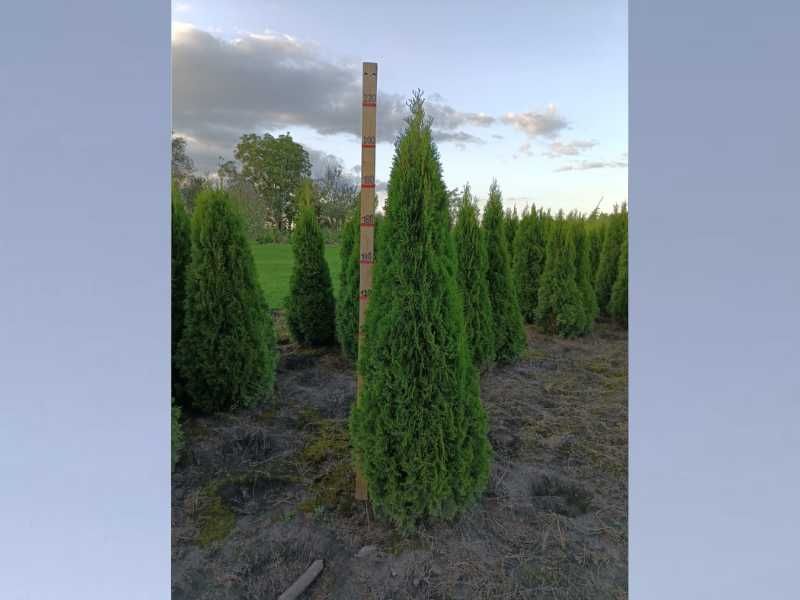 Okazja!!! Tuja SZMARAGD