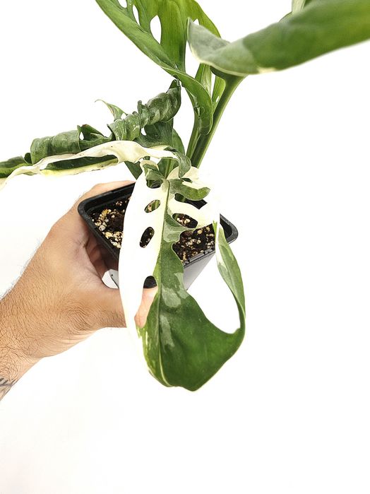 Monstera Adansonii variegata