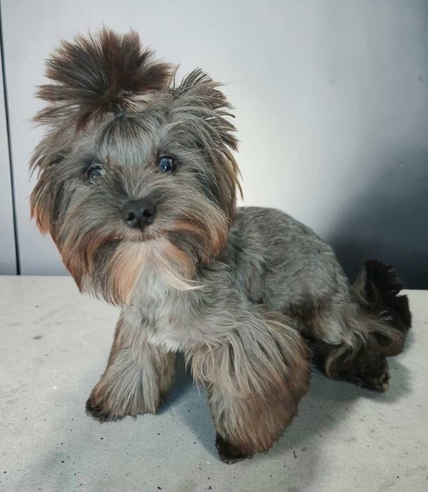 Yorkshire terrier Chłopczyk Natan