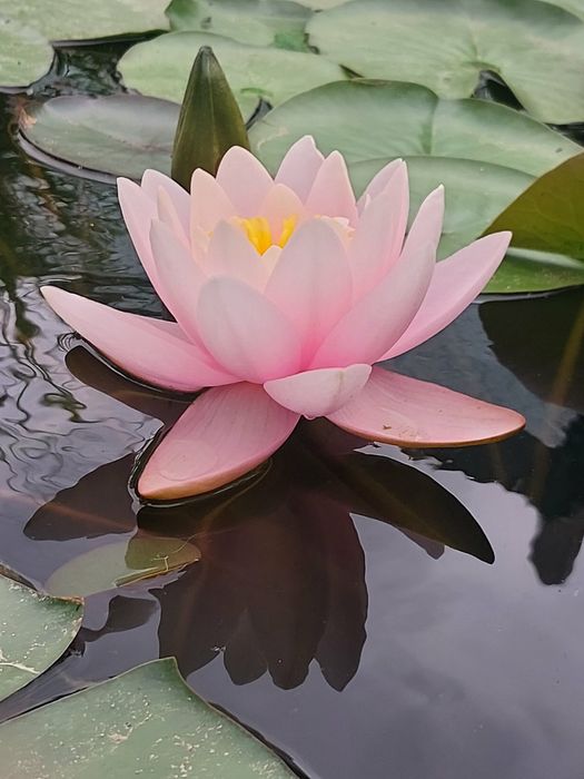 Продам розовую нимфею