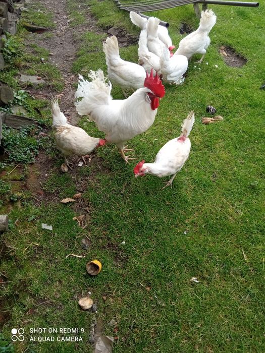 Kogut 10 miesięcy wolny wybieg leghorn