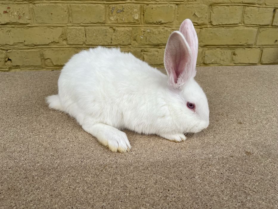 Кролі породи каліфорнійці,термонці,європейська шиншила