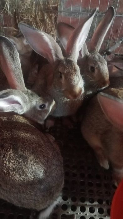 Coelhos Caseiros