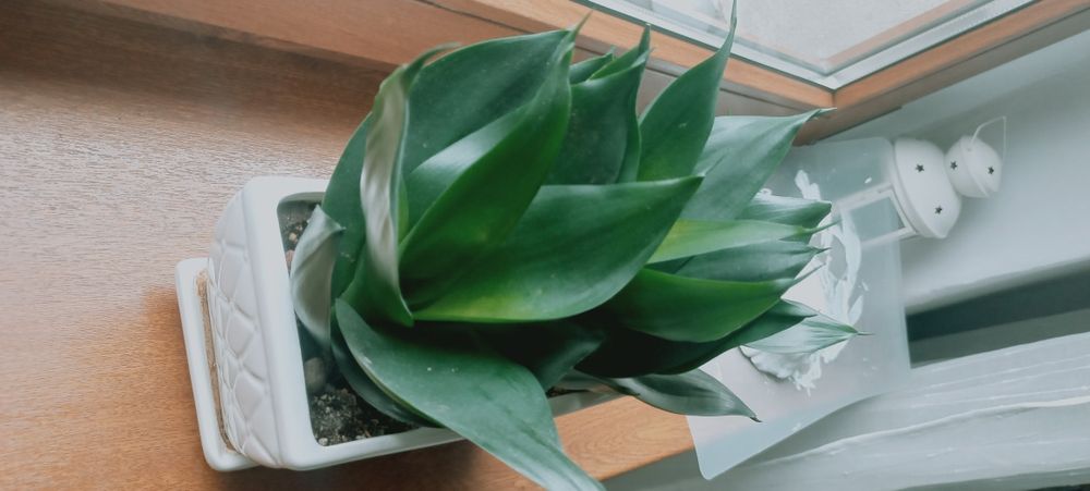 Sanseweria hahni black