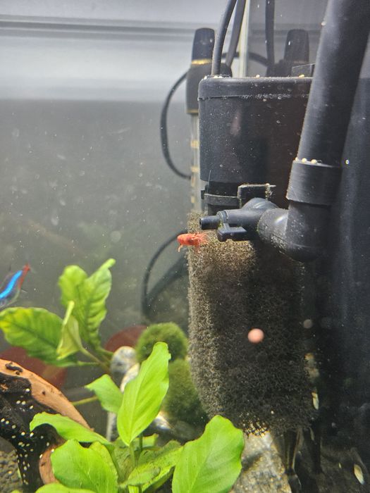 Akwarium kompletne kostka 30L+ grzałka aqueli, filtr i akcesoria.