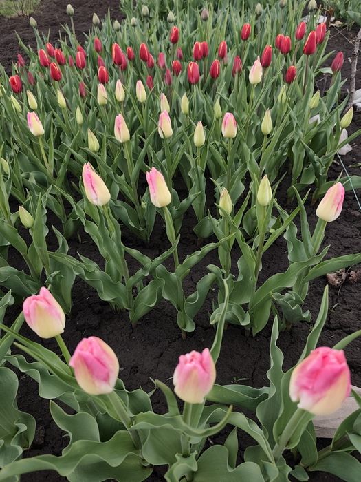 Голландські тюльпани